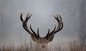 ***Monl*** Pick A Boo By Waleed Giclee Canvas