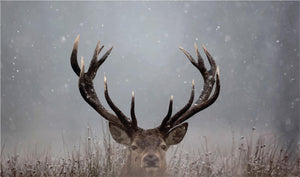 ***Monl*** Pick A Boo By Waleed (Framed) Giclee Canvas