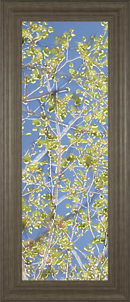 Spring Poplars I By Sharon Chandler 18X42 Framed Print