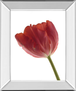 Mirrored Frame Red Tulip By Art Photo Pro 22X26 Mirror Frame Print