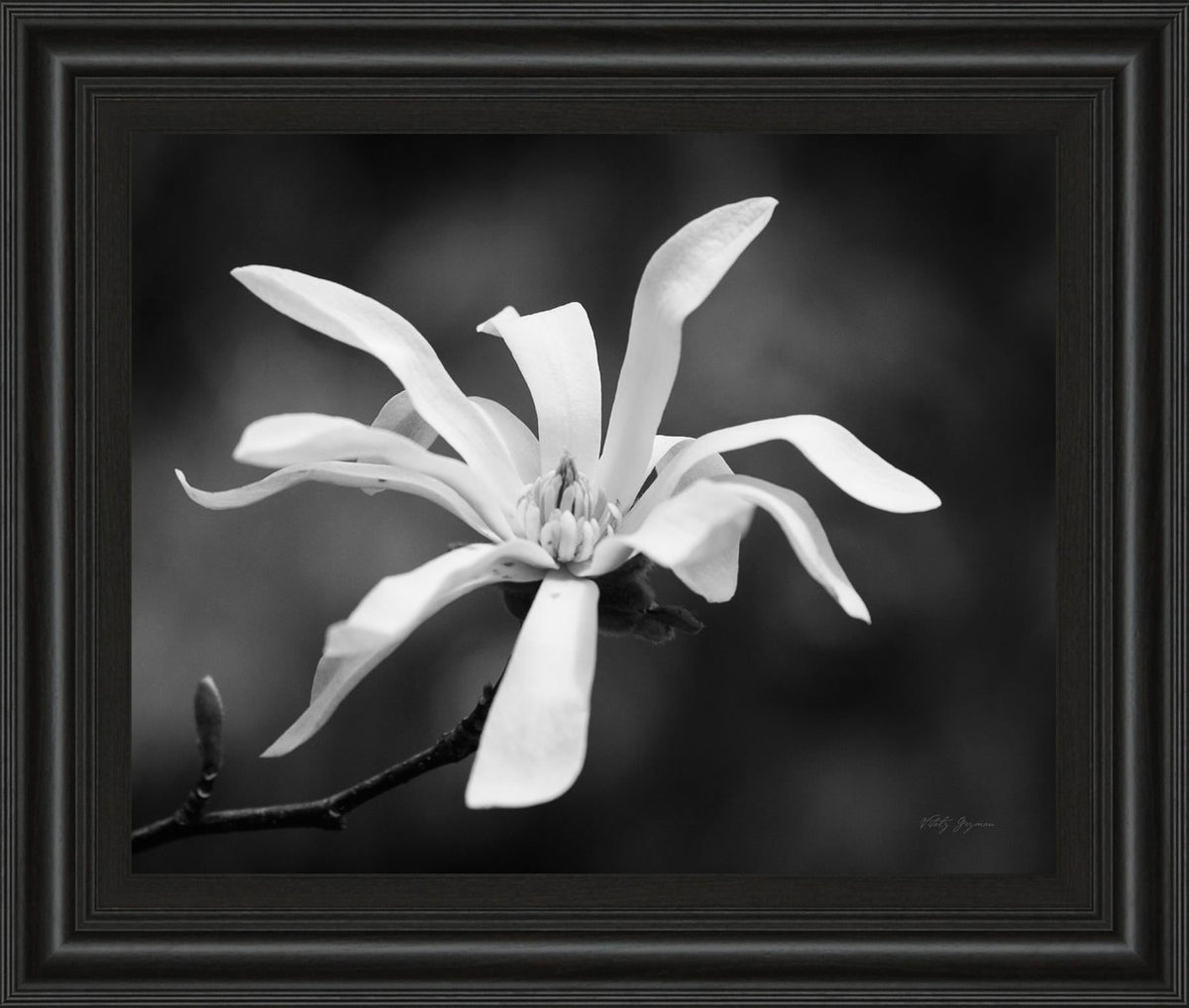 Magnolia Dreams I By Geyman Vitaly 22X26 Framed Print