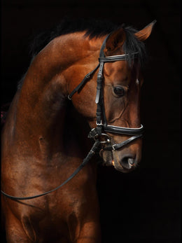 Horse On Black By Mikhail Kondrashov Giclee Canvas