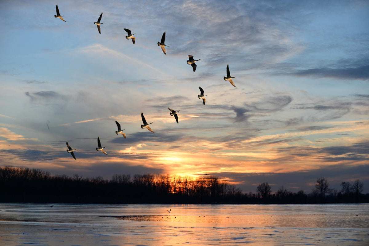 Migration Giclee Canvas