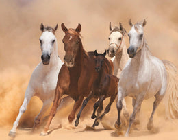 Four Horses Giclee Canvas