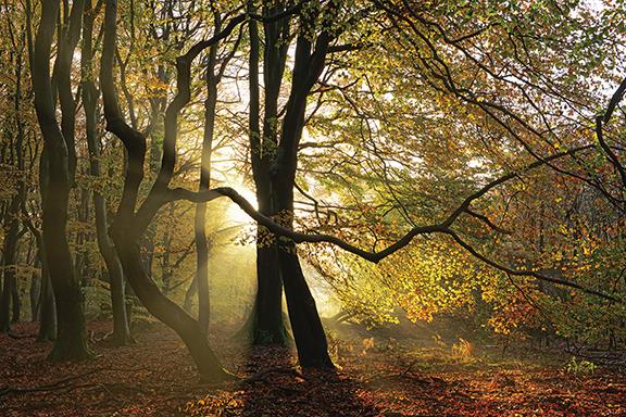 ***Monl*** Share This Dance With Me By Lars Van De Goor Giclee Canvas