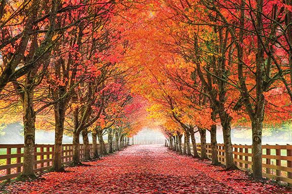 North Bend Trees By Aaron Reed Giclee Canvas