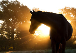 Horse Silhoutte Giclee Canvas