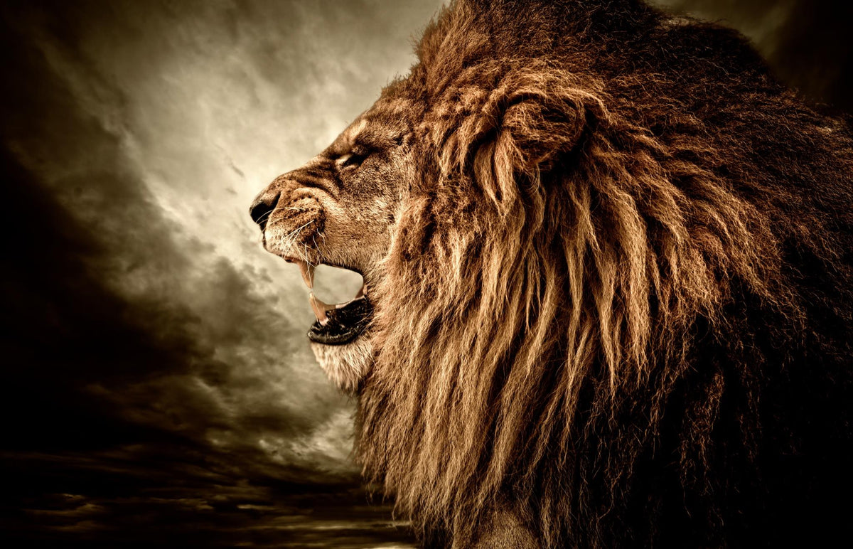 Side Growl Giclee Canvas