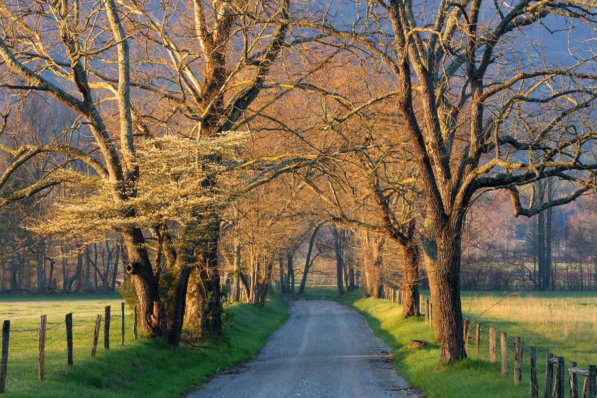 Sunset Path By  Jimmy'Z Giclee Canvas