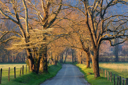 Sunset Path By  Jimmy'Z Giclee Canvas