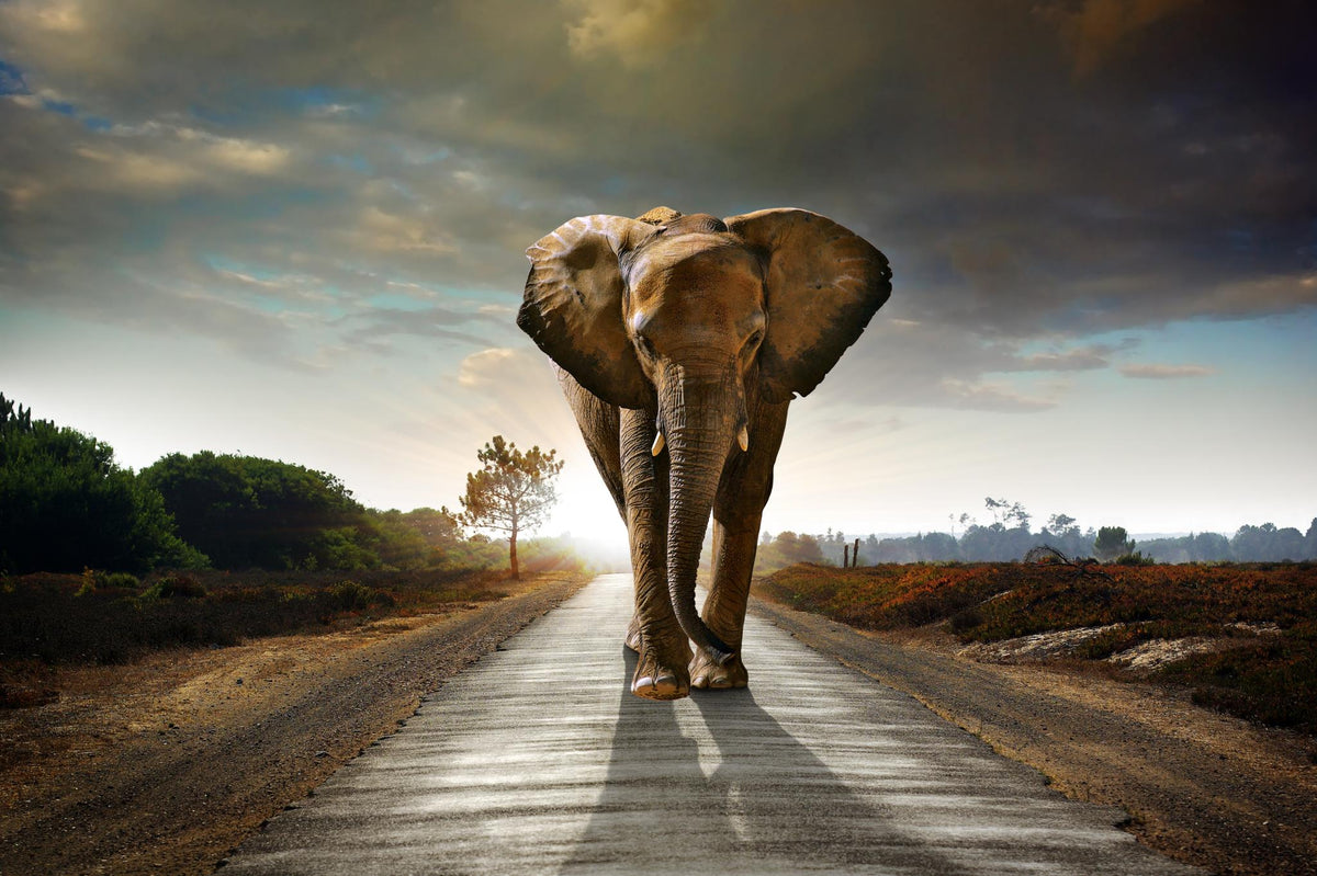 Marching Elephant Giclee Canvas
