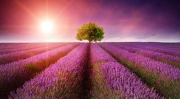 Purple Rows Giclee Canvas