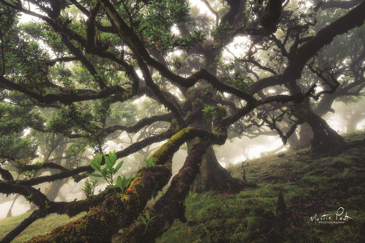 Tentacles By Martin Podt Giclee Canvas