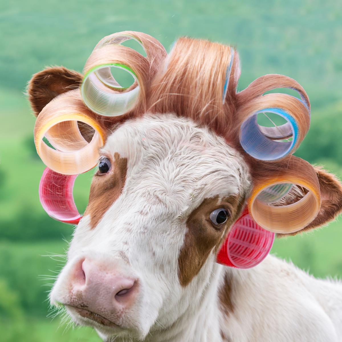 Cow In Curlers By A.V. Art Giclee Canvas