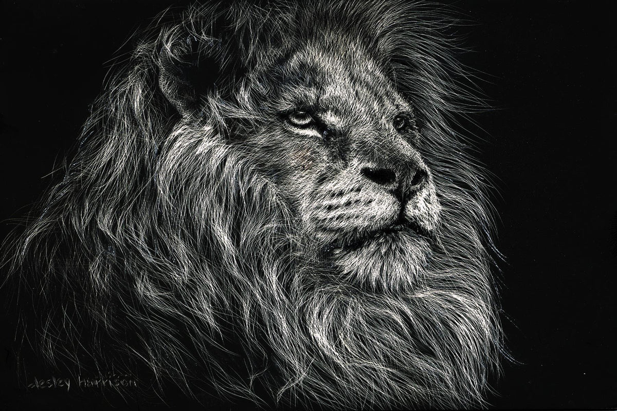 African Lion By Lesley Harrison Giclee Canvas
