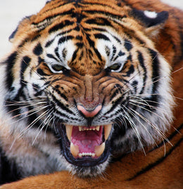 Mean Tiger Giclee Canvas