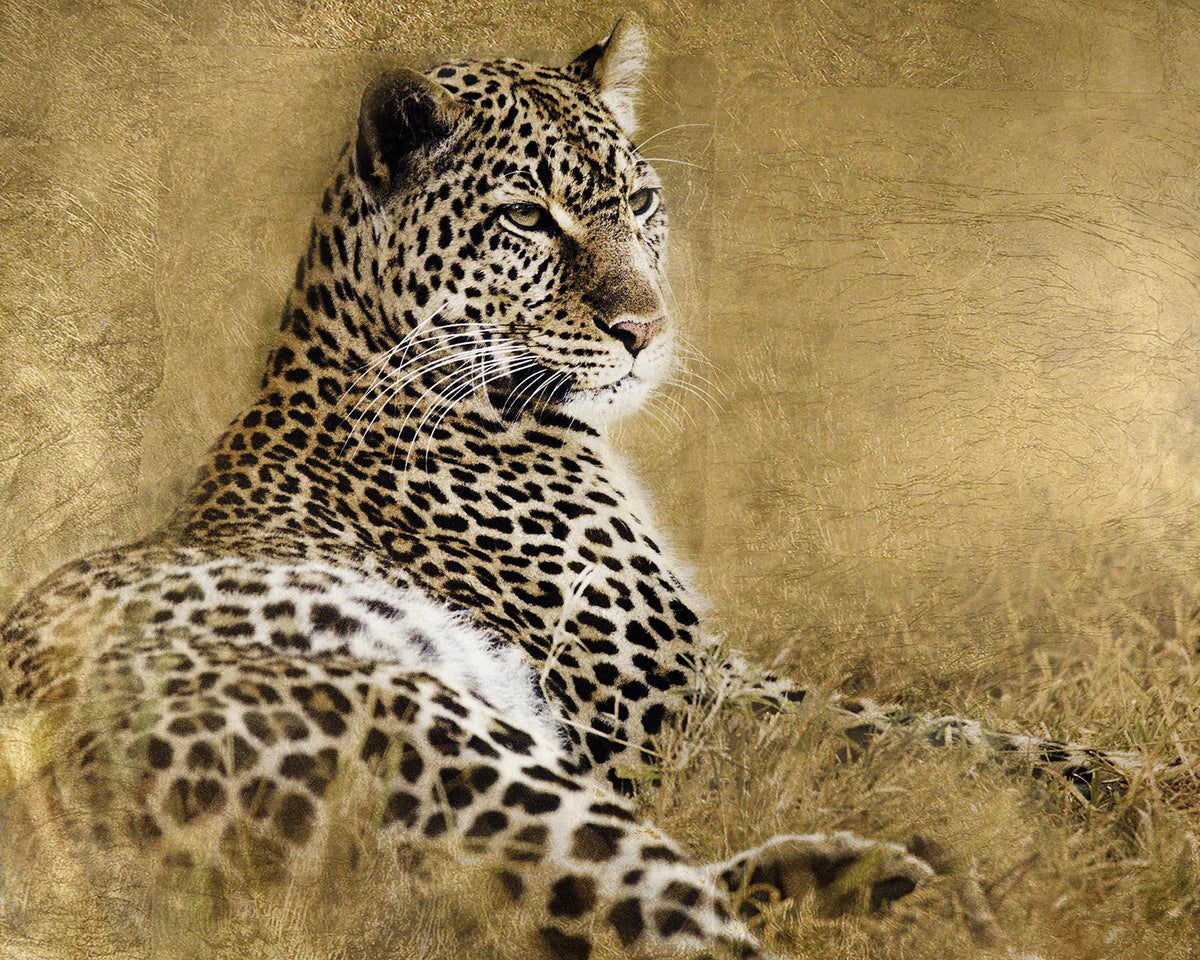 Tall Grass Gold By Danita Delimont Giclee Canvas