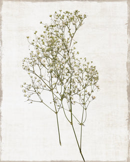 Farmhouse Pressed Flower I By Natalie Carpentieri Giclee Canvas