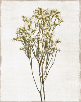 Farmhouse Pressed Flower Ii By Natalie Carpentieri Giclee Canvas