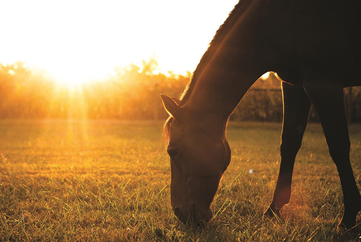 Sunset Grazing I By Donnie Quillen Giclee Canvas