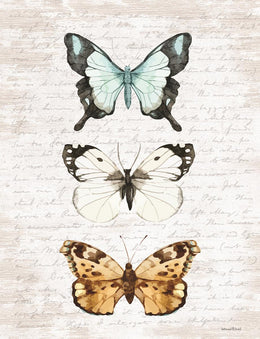 Butterfly Trio By Lettered & Lined Giclee Canvas