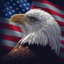 American Bald Eagle By Collin Bogle Giclee Canvas