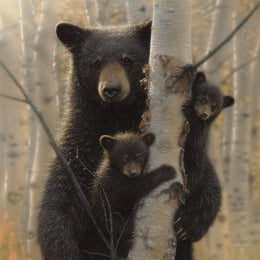 Black Bear By Collin Bogle Giclee Canvas