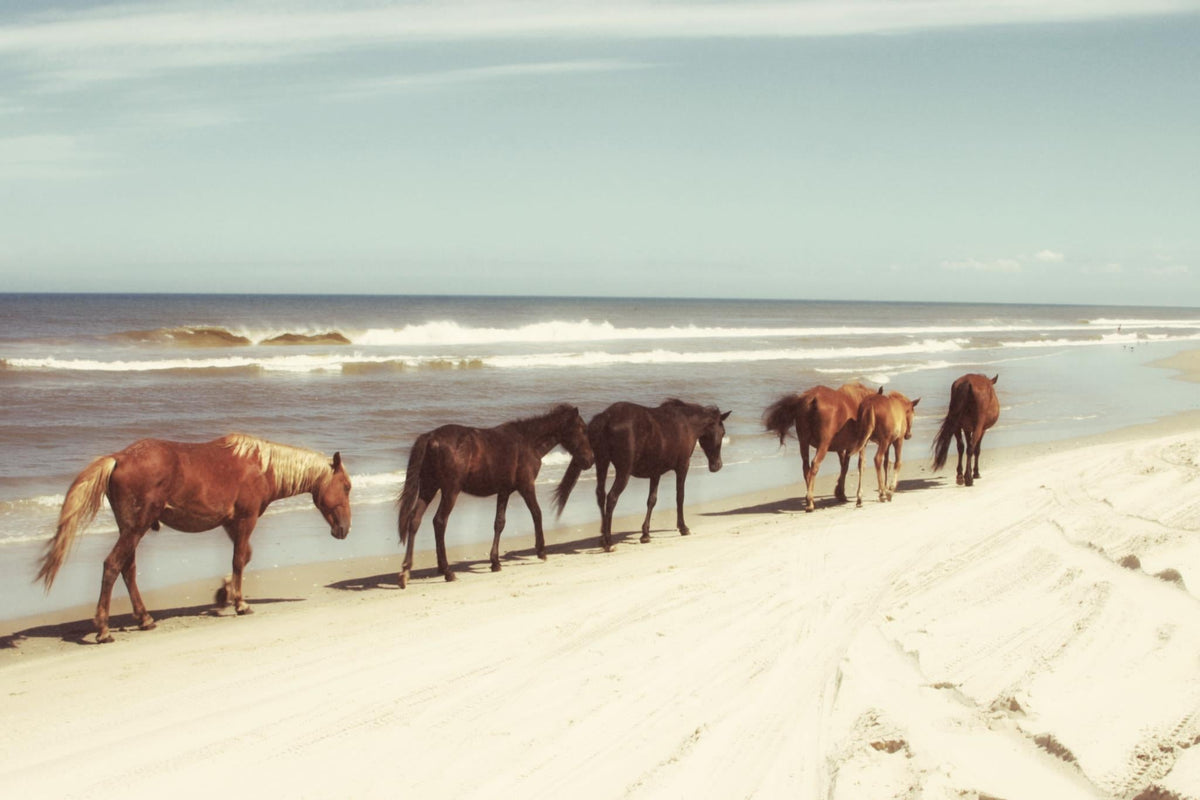 Horses On The Beach By Kathy Mansfield Giclee Canvas