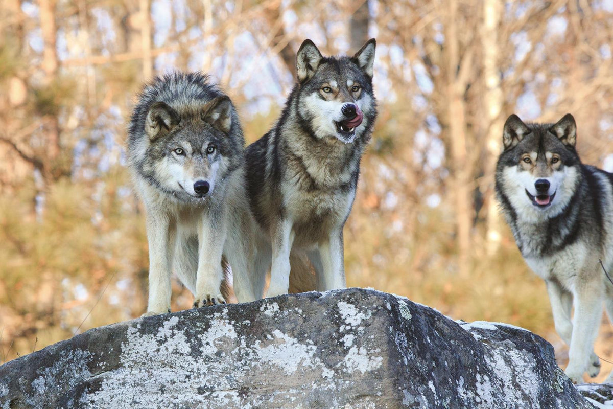 Three Wolves By Classy Art Giclee Canvas