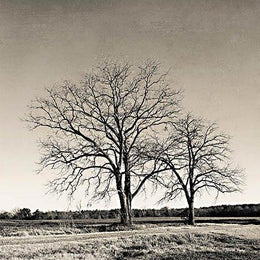 Early Spring Silhouette 2 By Jennifer Rigsby Giclee Canvas