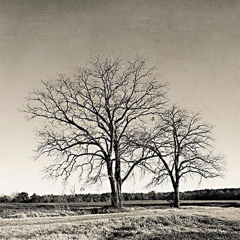 Early Spring Silhouette 2 By Jennifer Rigsby Giclee Canvas