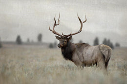 Grand Elk By Danita Delimont Giclee Canvas
