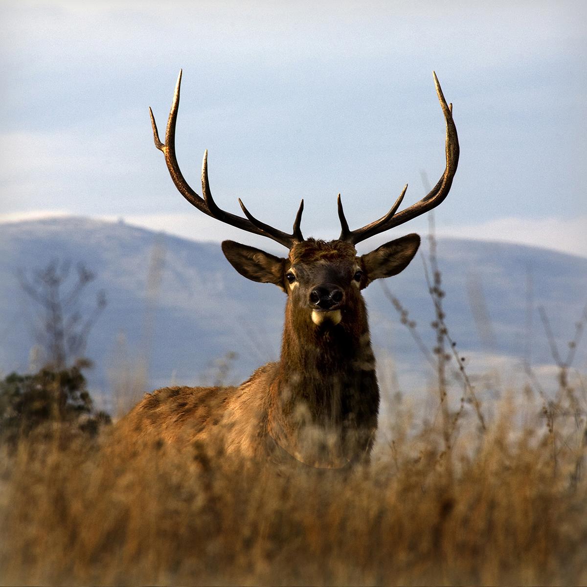 Big Elk Charlo By Danita Delimont Giclee Canvas