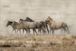 Roaming Free  By Danita Delimont Giclee Canvas