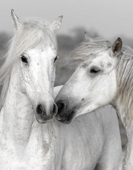 Affection I By Danita Delimont Giclee Canvas