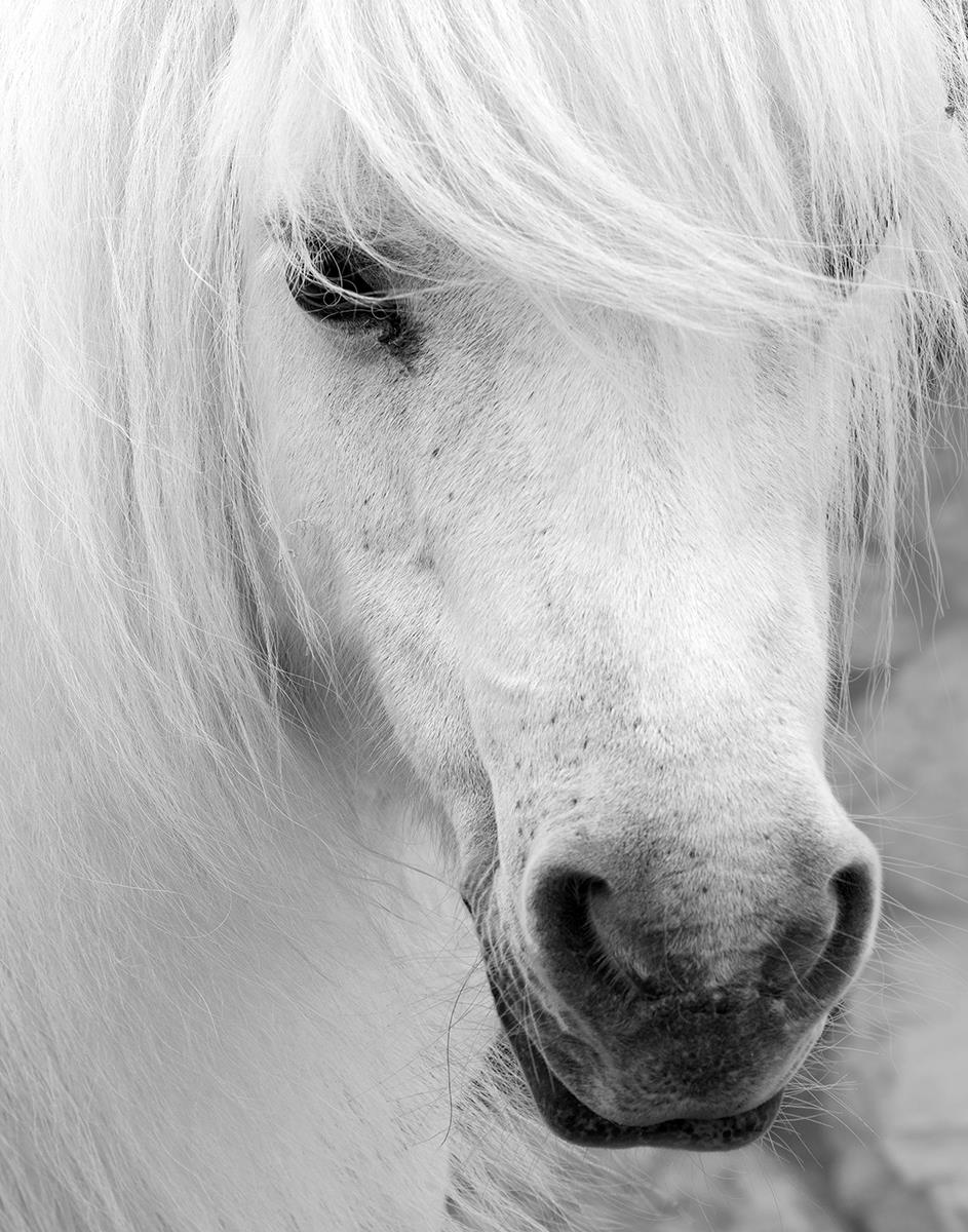 Island Pony I By Danita Delimont Giclee Canvas