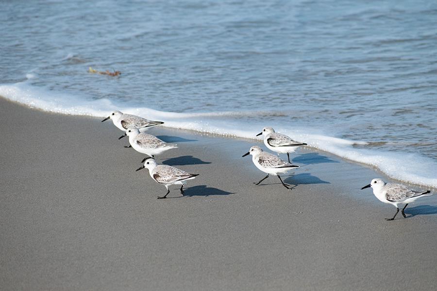 Beach Birds Giclee Canvas