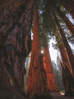 Sunlight Among The Sequoias By Martin Podt Photography Giclee Canvas