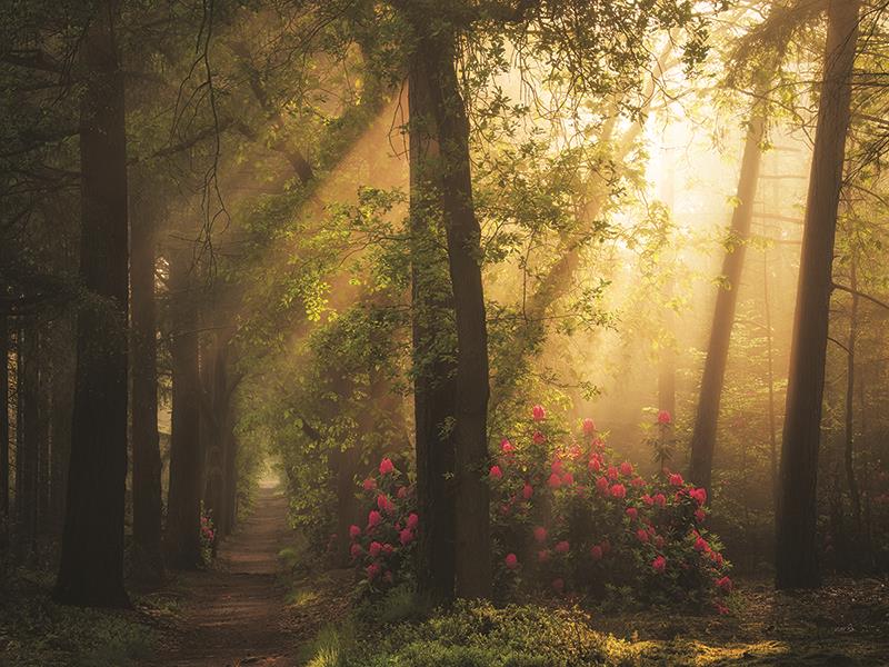 Fairytale Lane By Martin Podt Photography Giclee Canvas