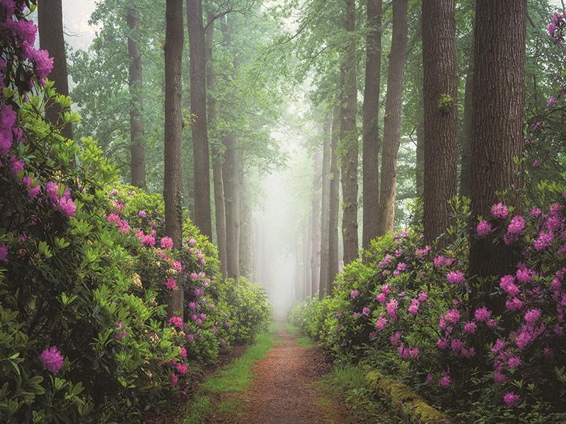 Pop Of Pink By Martin Podt Photography Giclee Canvas