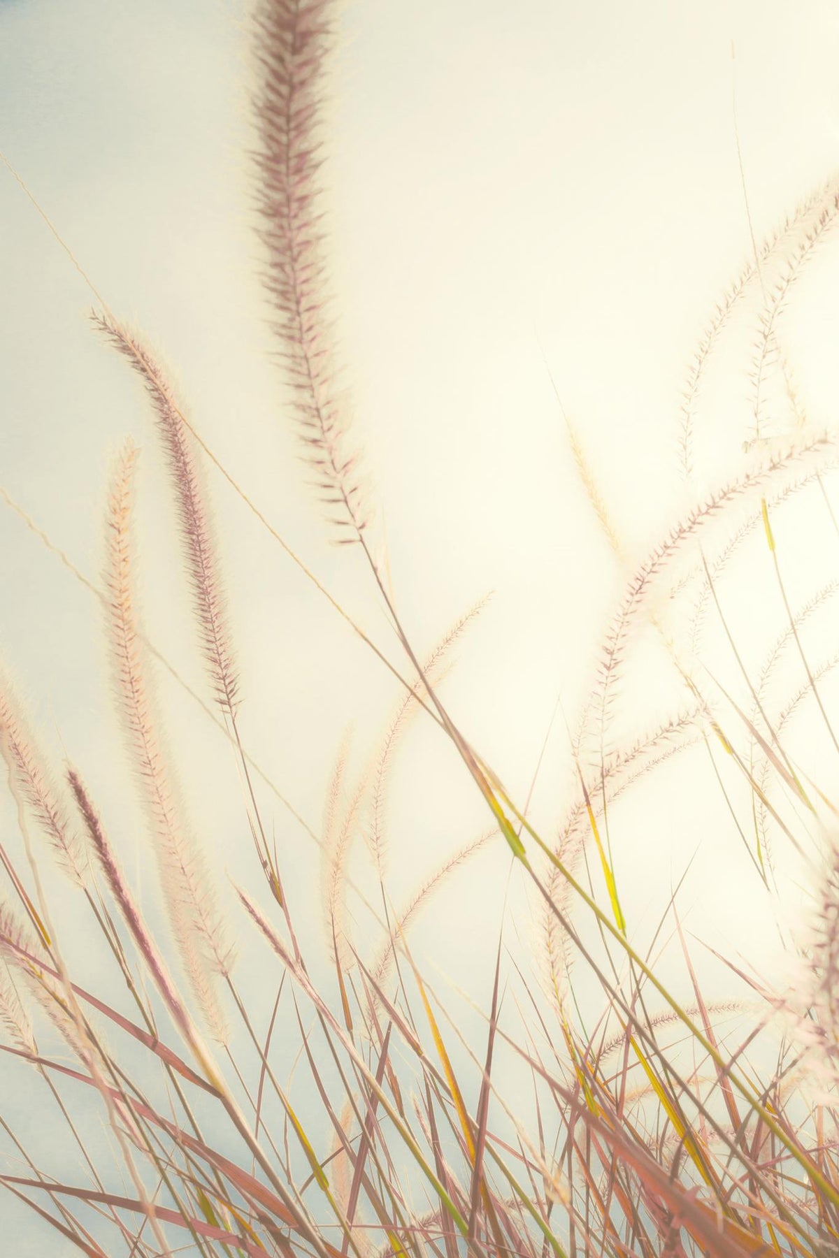 Beach Grass By Bill Carson Photography Giclee Canvas