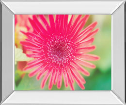 Mirrored Frame Pink Gerbera By Susan Bryant 22X26 Mirror Frame Print