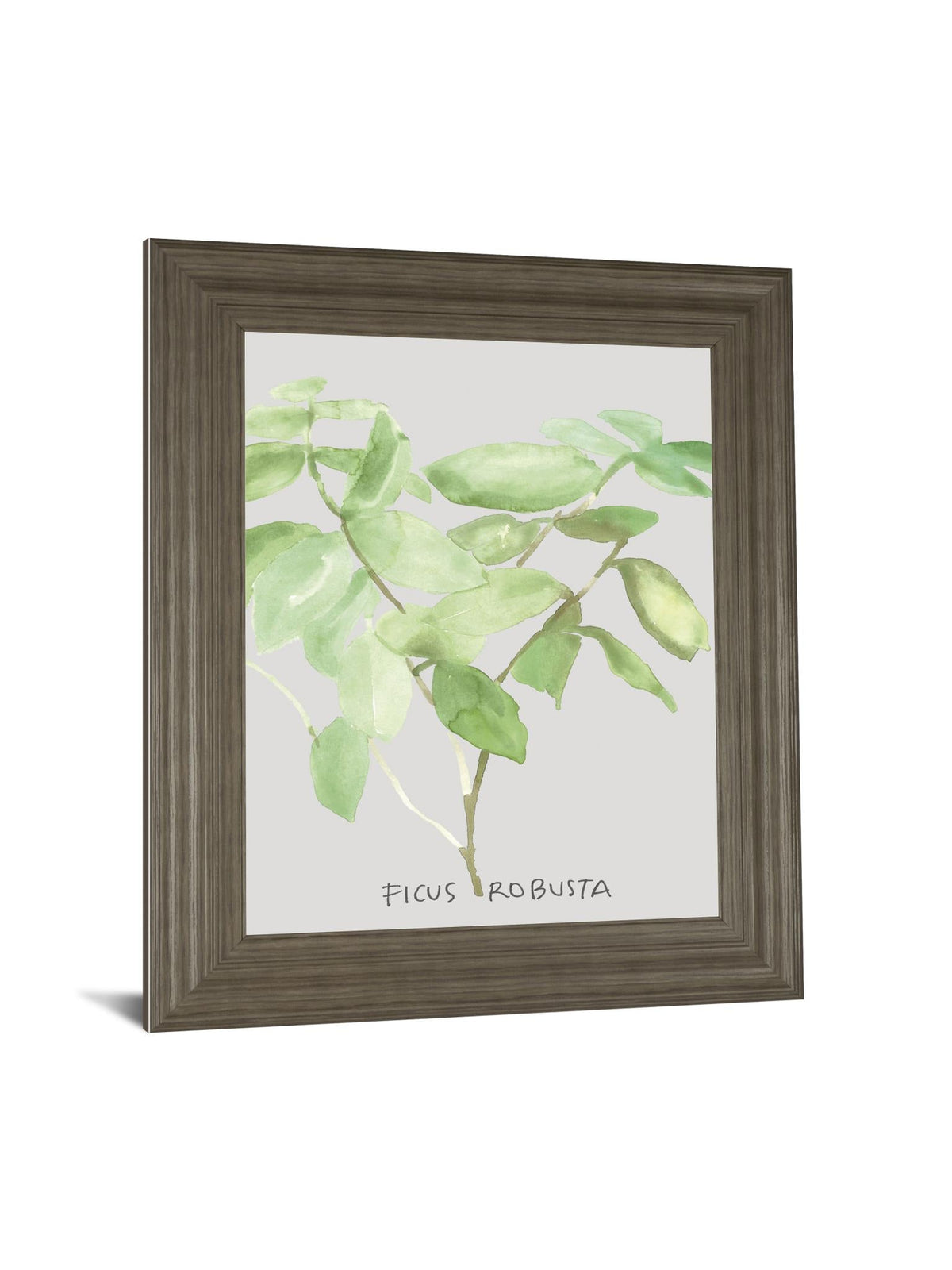 Ficus Robusta By Katrien Soeffers 22X26 Framed Print