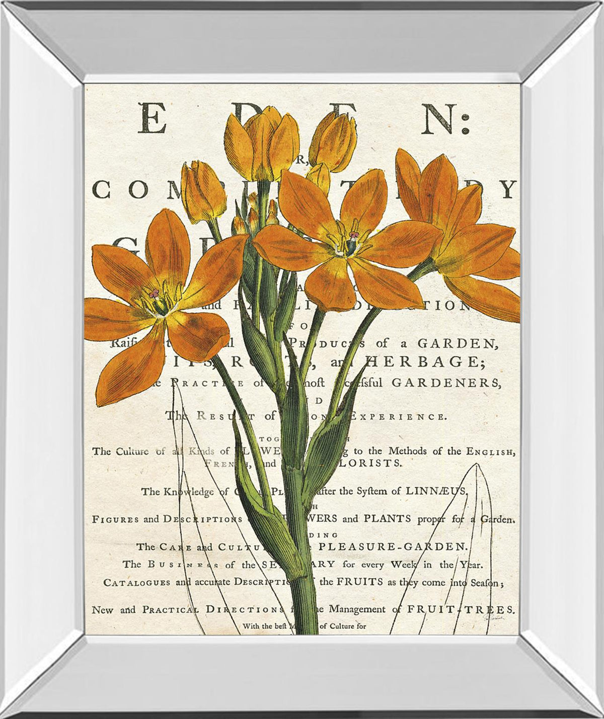 Mirrored Frame Eurphoria Botany By Sue Schlabach 22X26 Mirror Frame Print