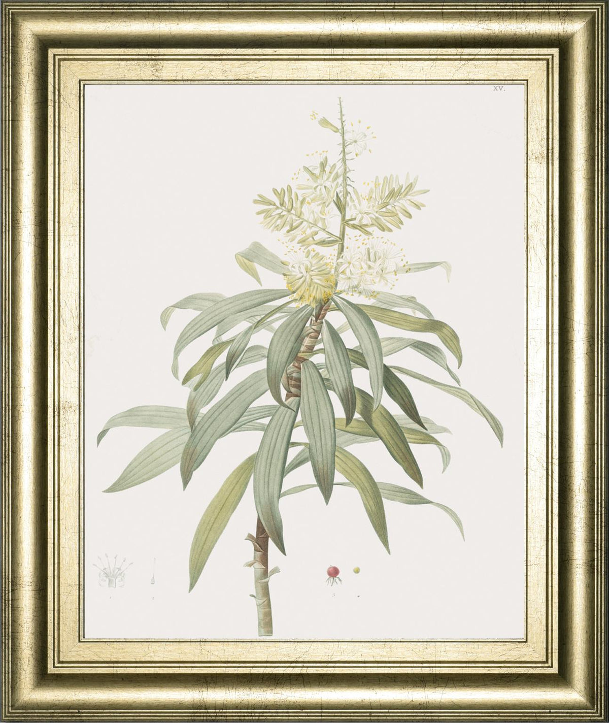 Dracaena Reflexa By Pierre Joseph Redoute 22X26 Framed Print
