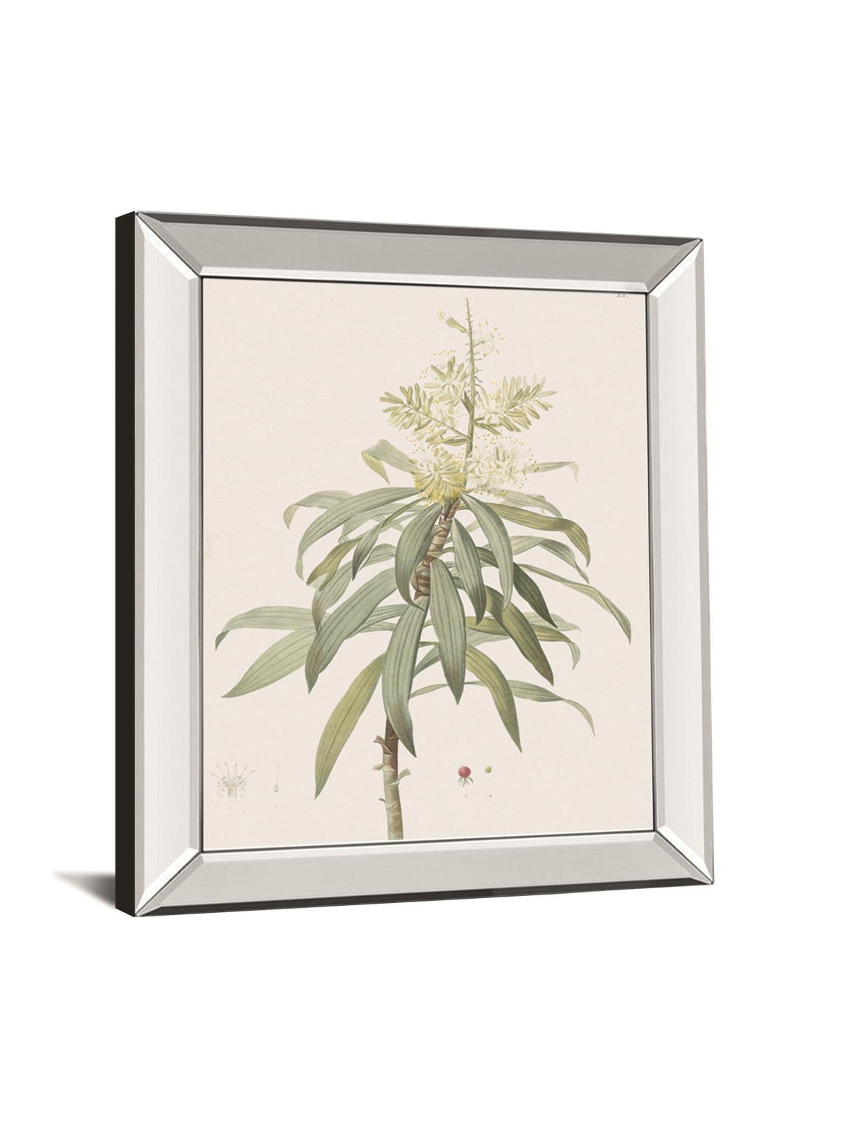 Dracaena Reflexa By Pierre Joseph Redoute 22X26 Mirror Frame Print