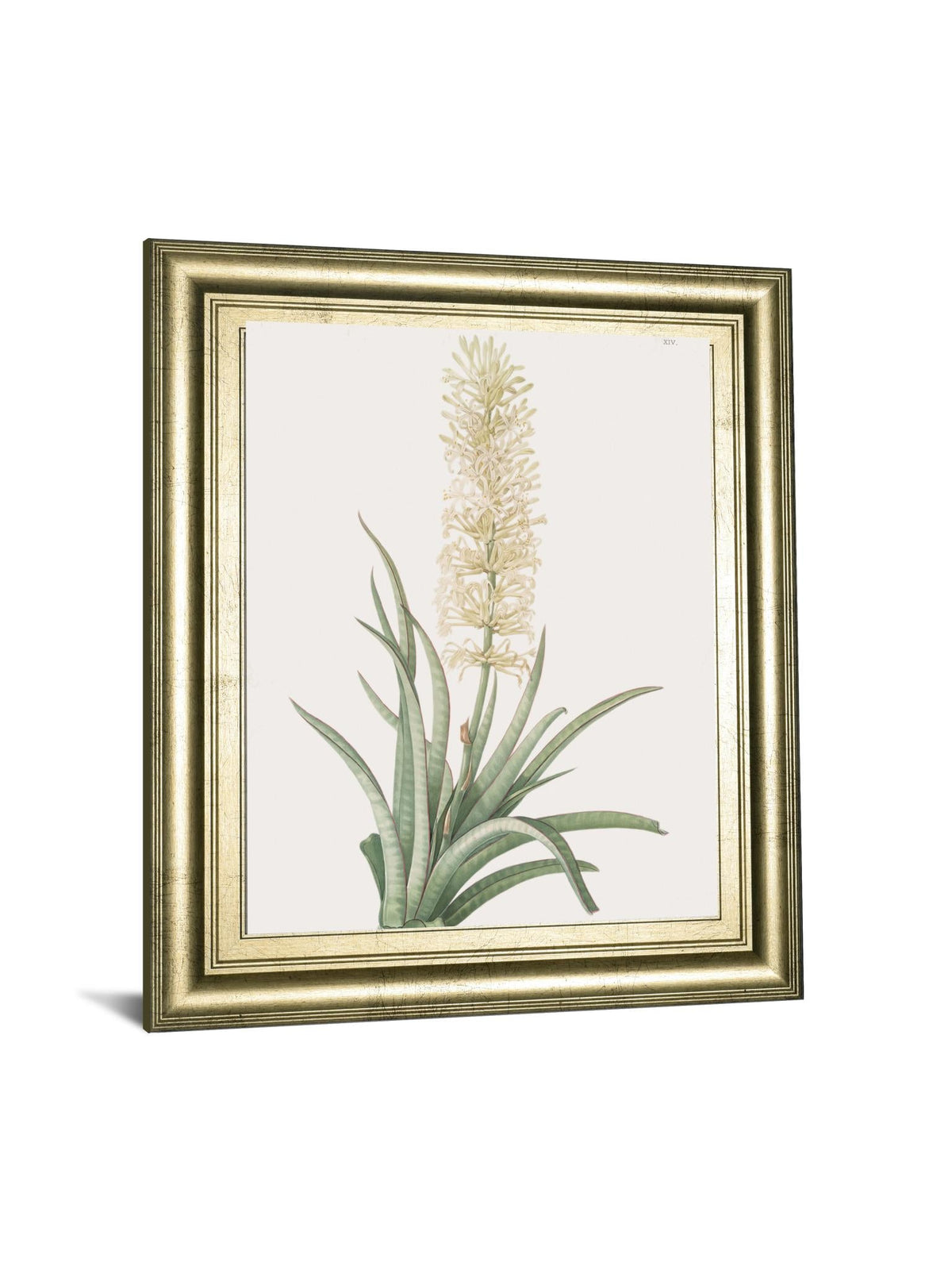 Sansevieria Zeylancia By Pierre Joseph Redoute 22X26 Framed Print