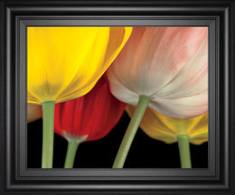 Sunshine Tulips By Frank, A. 22X26 Framed Print