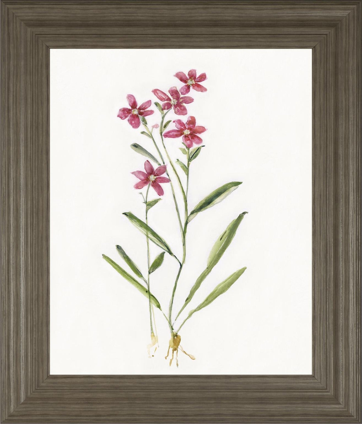 Delicate Pink Ii By Sally Swatland 22X26 Framed Print