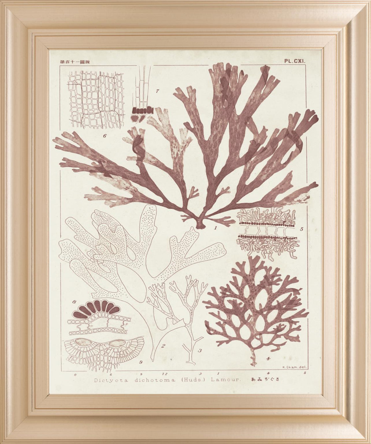 Antique Coral Seaweed Iv By Vision Studio 22X26 Framed Print